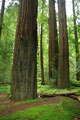 redwood forest