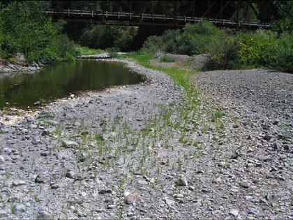 8/19/07 Wheatfield Fork Gualala River below Clark's Crossing, view upstream to Annapolis Rd Bridge.