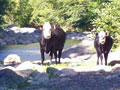 Cattle on the Wheatfield Fork Gualala River, September 2008