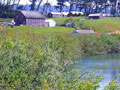 Garcia River bank at Stornetta Brothers Ranch - after restoration