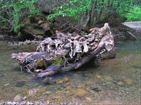 Large woody debris Large woody debris