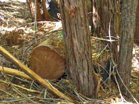 Large woody debris Large woody debris