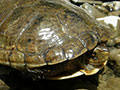 Western Pond Turtle, photo by Peter Baye