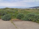 Bush lupine in Gualala Point Regional Park