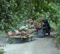 logging truck