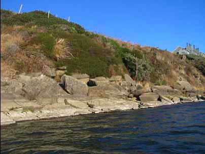 Mature woody coastal bluff vegetation below parking lot, photo courtesy of Peter Baye