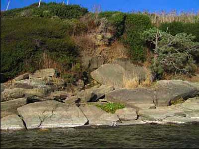 long-stable, mature, wind-sheared coastal scrub stand, photo courtesy of Peter Baye