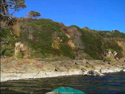 mature woody vegetation, photo courtesy of Peter Baye