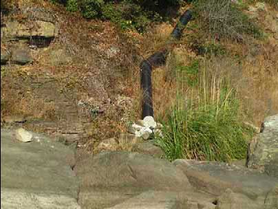 PVC pipe adjacent (west) of project area, photo courtesy of Peter Baye