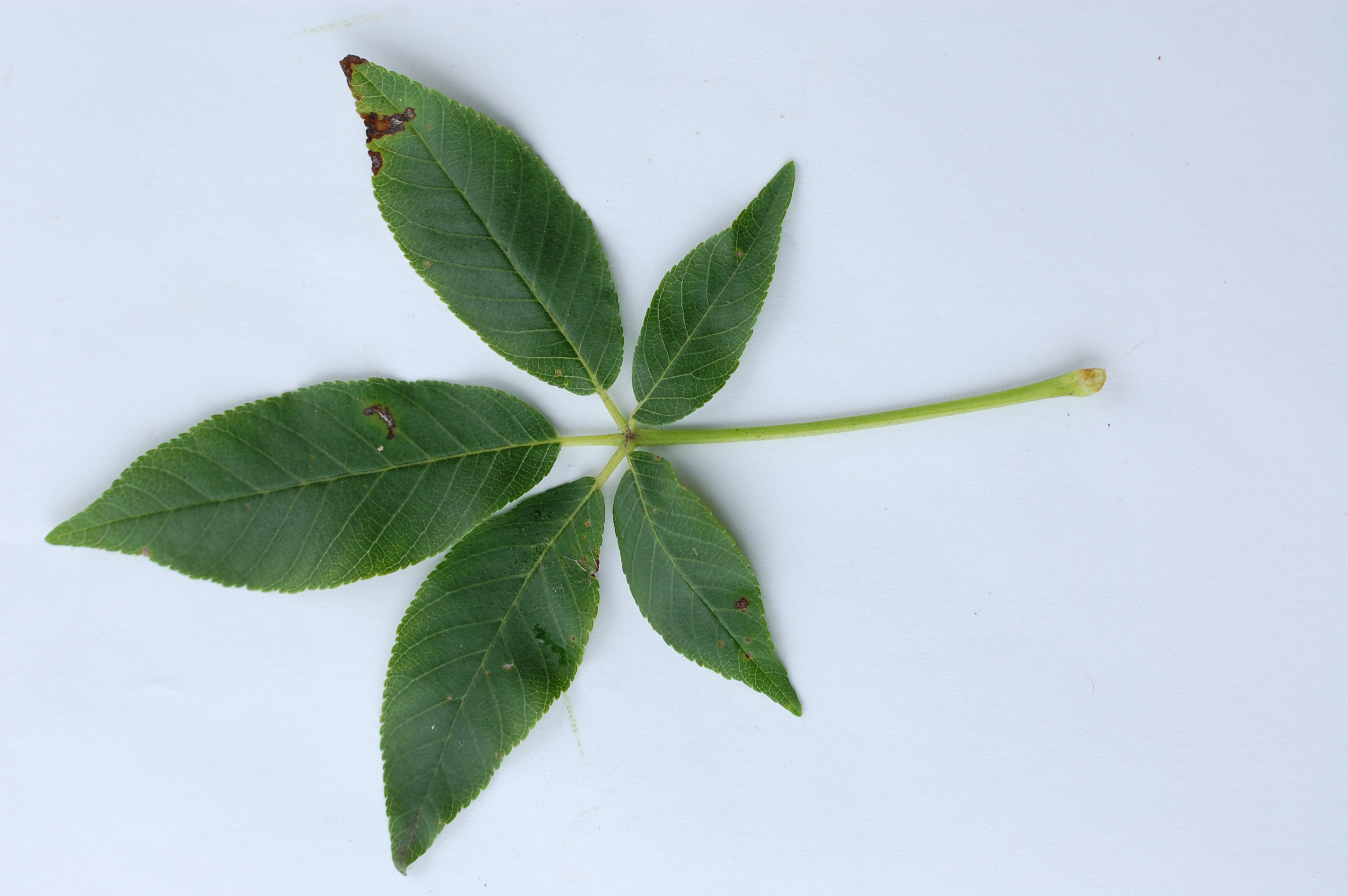 What Is A Buckeye Leaf