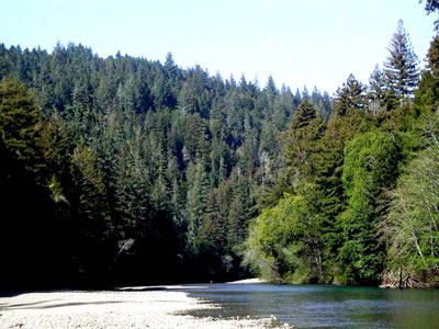 Gualala River & redwood forest