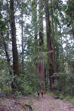 Old growth forest on Haupt Creek, Gualala River watershed