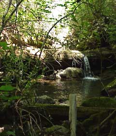 Little Creek, tributary to Buckeye Creek, Gualala River watershed