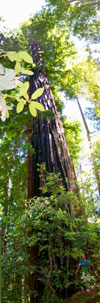 Old growth redwood, North Fork Gualala River