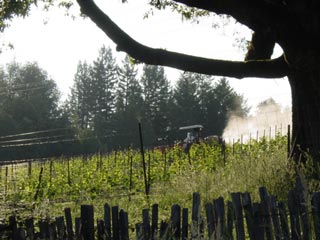 Pesticide application on a vineyard in Annapolis