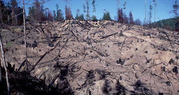 Powerline clearcut, after napalm-fueled burn