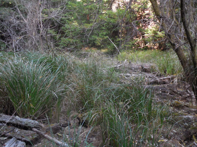 Gualala River floodplain