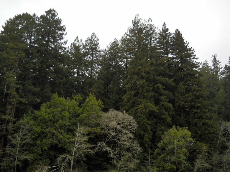 Gualala River floodplain