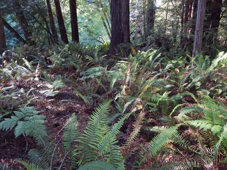 Gualala River floodplain