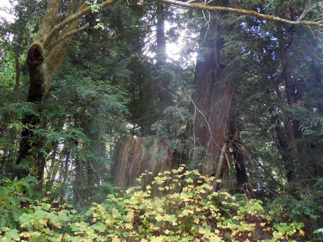 Gualala River floodplain