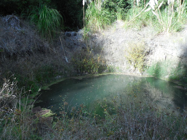 Gualala River floodplain