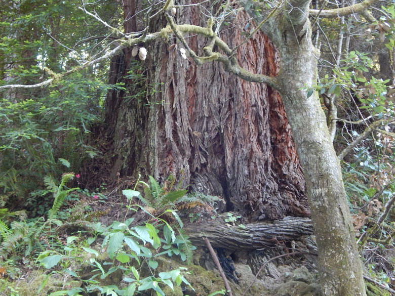 Gualala River floodplain