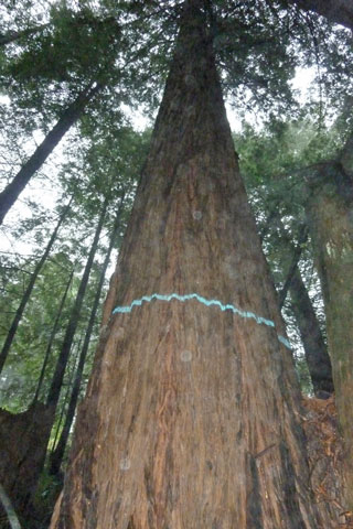 Dogwood logging plan: Tree marked for cut