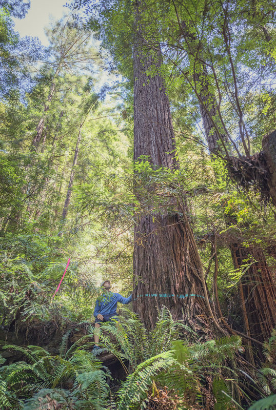 90-100 year old redwood tree marked for cutting in Gualala River floodplain; photo credit: copyright © 2016 Mike Shoys, used with permission