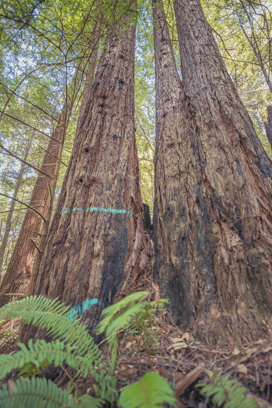 90-100 year old redwood tree marked for cutting in Gualala River floodplain; Dogwood4