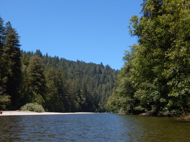 Gualala River riparian forest