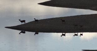 Deer reflected in the Gualala River - by Rick Denniston