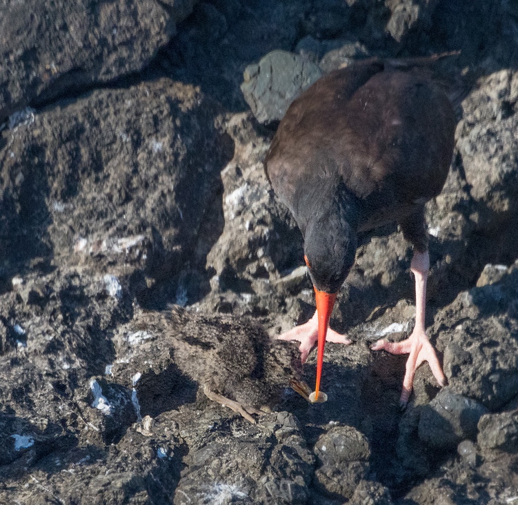 Black Oystercatcher feeding her chick, by Craig Tooley