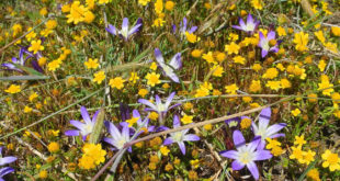 CA Goldfields and Earth Brodiaea, Mary Sue Ittner