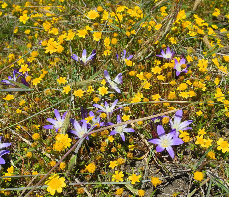 CA Goldfields and Earth Brodiaea, Mary Sue Ittner