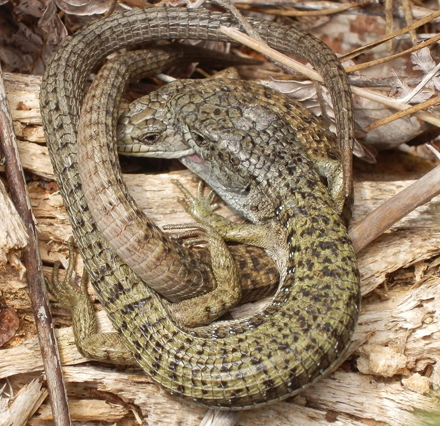 Northern Alligator Lizards mating, by William Meyers