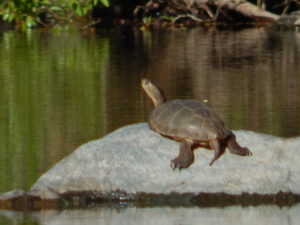 Old Western Pond Turtle, by Peter Baye