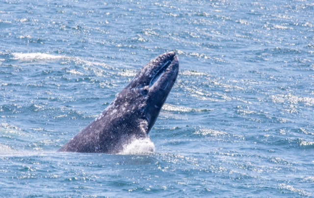 A Gray Whale breaches, by Paul Brewer