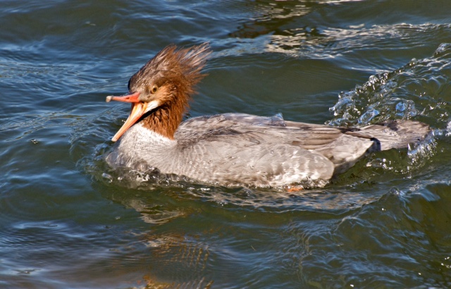 A female Common Merganser talking and paddling on the Gualala River, by Bryant Hichwa