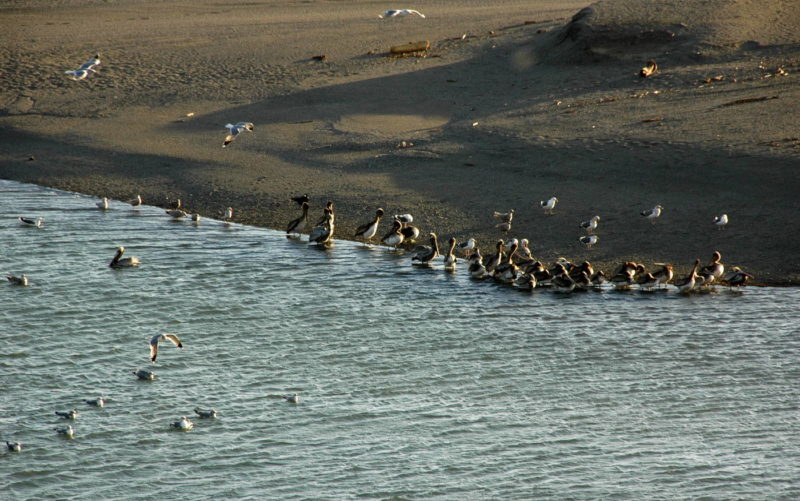 Birds in the Gualala lagoon, seen from the Bluff Trail, by Bob Rutemoeller