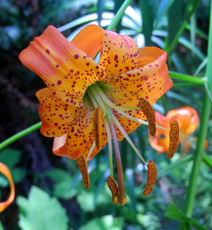 Leopard Lily (Lillium pardalinum), by Mary Sue Ittner