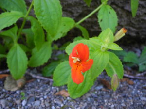 Scarlet Monkey Flower (Mimulus cardinalis), by Mary Sue Ittner