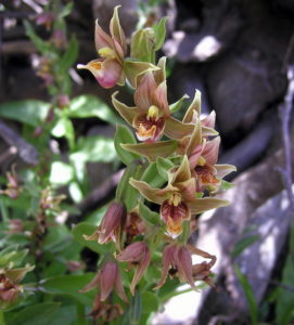 Stream Orchid (Epipactis gigantean), by Bob Rutemoeller