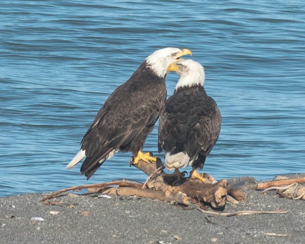 Two Bald Eagles at the Gualala River, by Chris Beach