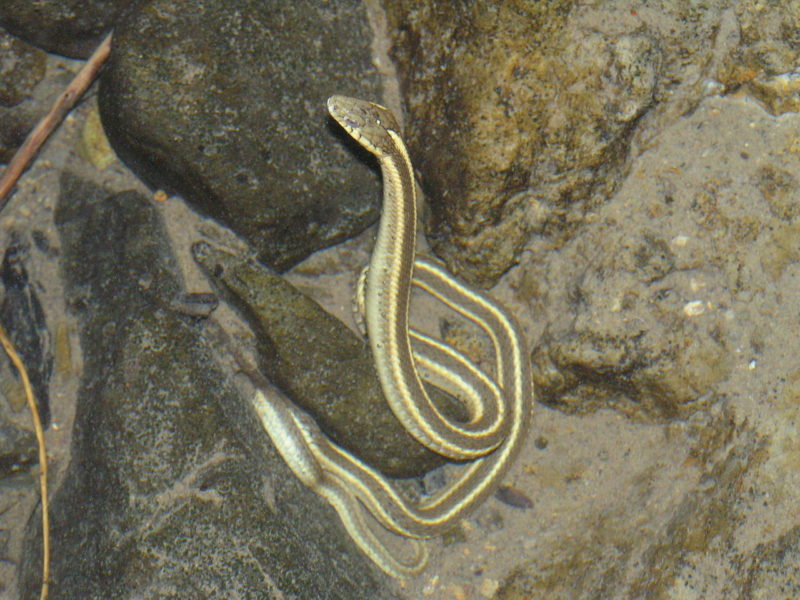 Western Aquatic Garter Snake, by Peter Baye
