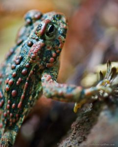 Western Toad, by Craig Tooley