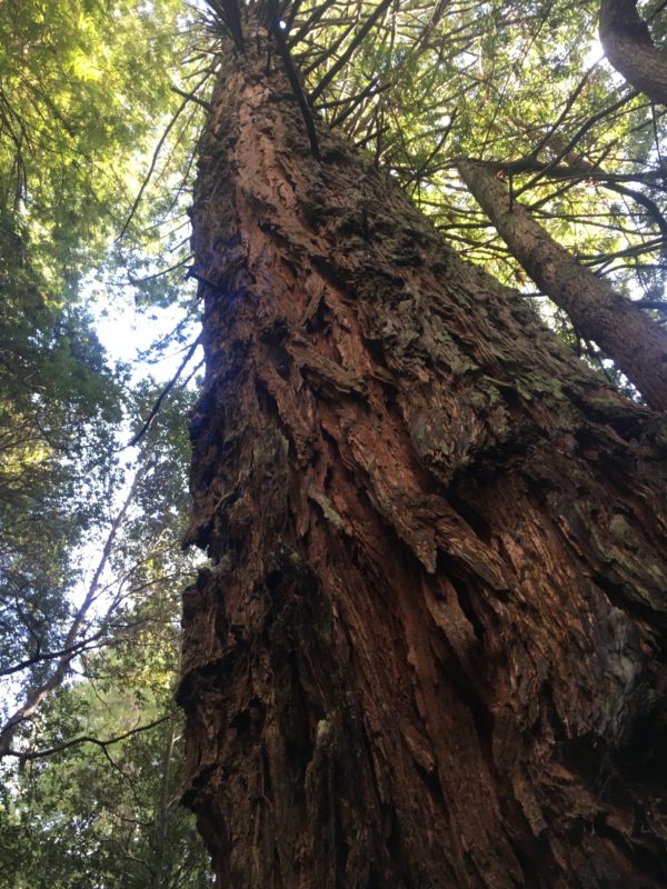 Coast Redwood Reaching for the Light