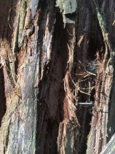 11. Thick Fibrous Bark Protects the Tree from Fire and Pests