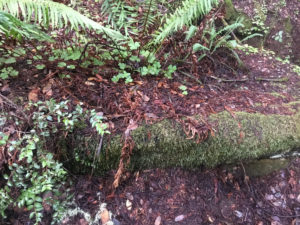 12. Decomposing Logs Become Beds for New Plants