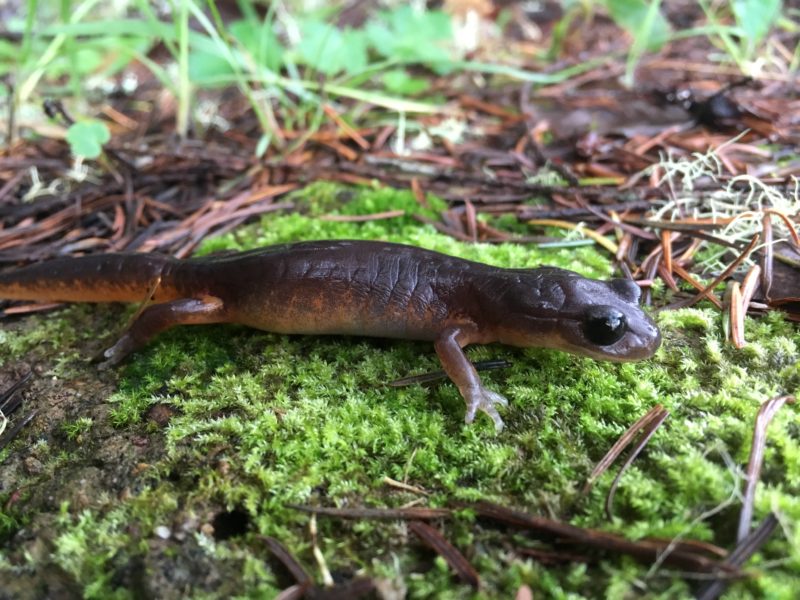 13. Juvenile Oregon Salamander (Ensatina eschscholtzii oregonensis)