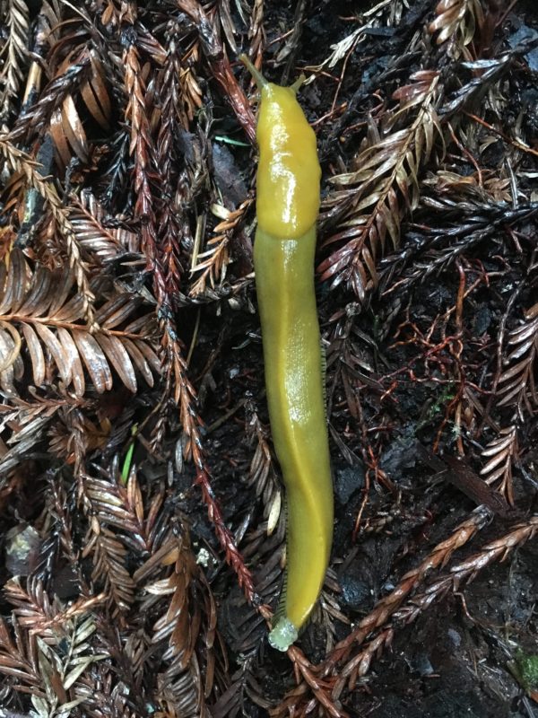 14. Banana Slug (Ariolimax columbianus)